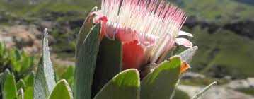 Image result for Scolopia mundii