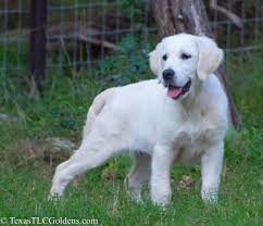We did not find results for: Cute Doggies And Puppies Free Images English Cream Golden Retriever Texas Usa