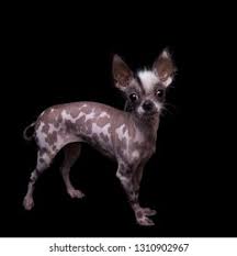 Hairless Chihuahua Images Stock Photos Vectors Shutterstock