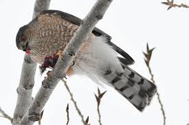 There are at least seventeen types of hawks in north america and all but six of these species can be found in canada and the usa. Sharp Shinned Hawks Invade Backyards East Idaho News
