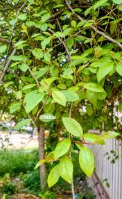 Image result for Commiphora caerulea