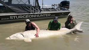 All tweets promoted by @nicolasturgeon 3 jacksons. The Ride Of A Lifetime Calgary Fishermen Catch Massive 11 Foot Sturgeon In B C River Globalnews Ca