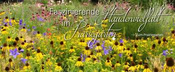 Jeder gartenbedarf, den sie online im onlineshop kaufen, ist innerhalb weniger werktage bei ihnen zu hause. Staudenkulturen Stade Der Stauden Shop Im Internet