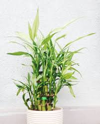 Black Bamboo Plants For Sale Gauteng 15 Low Maintenance Plants That Will Actually Thrive In Your Office Best Office Plants Indoor Office Plants Bamboo Plants