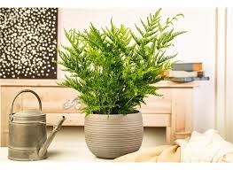 Image result for Pteris dentata