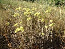 Image result for Helichrysum moggii