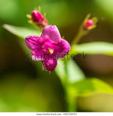 Image result for Jasminum beesianum