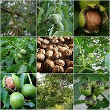 On the left are more tree picture categories, each with a gallery of beautiful pictures. The Essential Guide To Everything You Need To Know About Growing Walnuts Juglans Regia By Paul Alfrey Medium