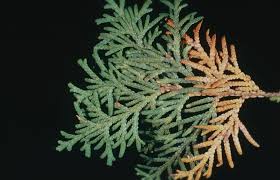 Image result for didymascella thujina