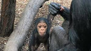 Gratis og spændende at se alle dyrene i mini zoo. Rockhampton Zoo Celebrates Leakey S First Mother S Day The Courier Mail