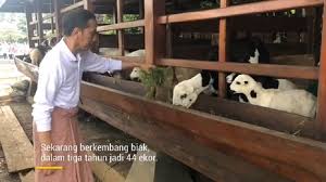 Aug 27, 2016 · kandang kambing yang sehat adalah kandang kambing yang mempunyai desain yang baik untuk pembuangan kotoran dan tempat untuk menaruh makanan kambing itu sendiri. Isi Waktu Libur Jokowi Beri Makan Domba Domba Garut Peliharaannya Okezone Travel