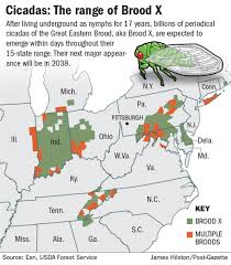 Premium monthly fly fishing subscription box | online fly shop › how to fly fish › fly fishing for steelhead › tips for fly when to fly fish eggs. Where S The Buzz Pittsburgh Region Will Miss Out On Brood X Cicadas Pittsburgh Post Gazette