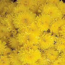 Costa Farms 2 5 Qt Yellow Chrysanthemum Plant Chryel2 50 The Home Depot Yellow Chrysanthemum Chrysanthemum Plant Plants
