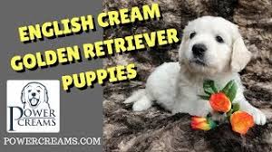 How much do english golden retriever puppies cost? English Cream Golden Retriever Puppies For Sale Boise Idaho