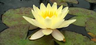 Even though it may sound complicated, there are six easy steps you need to follow! Water Lilies For Shaded Ponds Hydrosphere Water Gardens