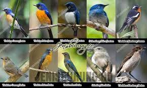 Download decu kembang mp3 song now! Cara Membedakan Kelamin Tledekan Jantan Dan Betina Jenis Burung