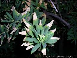 Image result for xylella fastidiosa oleander symptoms