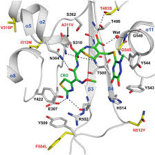 Investigation dna proteins and mutations worksheet answer key. Mutations In Penicillin Binding Protein 2 From Cephalosporin Resistant Neisseria Gonorrhoeae Hinder Ceftriaxone Acylation By Restricting Protein Dynamics Journal Of Biological Chemistry