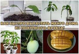 можно ли вырастить манго из косточки в домашних условиях Vsyo Samoe Interesnoe Kak Vyrastit Mango V Domashnih Usloviyah Iz Kostochki Mango Kostochka Avokado Rasteniya