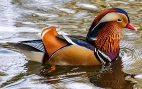 So to start, tinkercad is a simple software where you can make 3d designs and 3d print them if yo. The Mandarin Bird Duck Online Jigsaw Puzzles