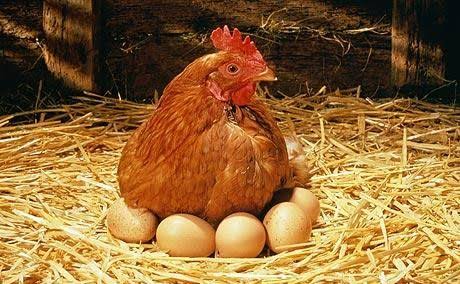 Mga resulta ng larawan para sa Chicken eggs"