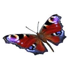 Kcrw is a proud npr member station and gathering place for communities across southern california — bringing people together to discover eclectic music, contextualize global and local news, and explore the region's cultures. 3d Animated Butterflies Free Butterfly Animated Gifs In 2021 Butterfly Gif Butterfly Animation Blue Butterfly Gif