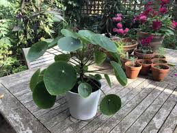 Image result for Pilea