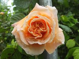 Image result for Margaretta rosea