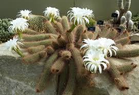 Image result for Oxyanthus strigosus