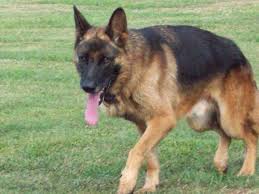 If you are unable to find your german shepherd dog puppy in our puppy for sale or dog for sale sections, please consider looking thru thousands of german shepherd dog dogs for adoption. Akc German Shepherd Pups For Sale In Charlottesville Virginia Classified Americanlisted Com