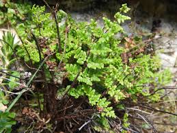 Image result for Sinopteridaceae