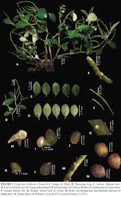 Image result for Peperomia fernandopoiana