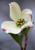 How to make fresh flowers last longer. Keeping Cut Flowers Fresh Lds Wedding Planner