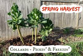 Collard greens are in the brassicaceae family, very similar to normal cabbage but do not form a head. Springtime Collard Harvest Picking And Freezing Youtube