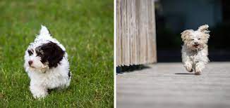 We did not find results for: Havanese Breeders In New Hampshire Gateway Havanese