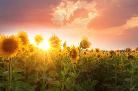 Click here for current open hours, days and dates. Rei Nps Offer Free Sunflowers For Third Year Wausau Pilot Review