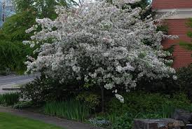 Image result for Kraussia floribunda