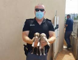 Maybe you would like to learn more about one of these? Puppy Mills Selling Tens Of Thousands Of Dogs Each Year Knesset Hears The Times Of Israel