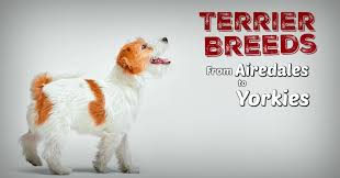 The Ultimate Guide To Terrier Breeds Terribly Terrier