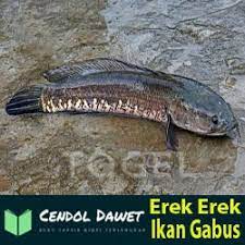 Erek Erek Ikan Gabus Di Buku Mimpi 2d 3d 4d Kode Alam Lengkap Cendol Dawet