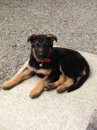 Black And Red German Shepherd Puppies Mostly Black And Red Collar Beautiful Puppies German Shepherd Pets
