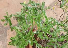 Image result for Schotia afra