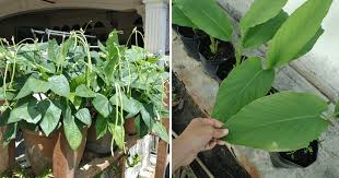 Meski lahan sempit tetap bisa menanam sayur sendiri. 6 Tip Kalau Tanam Sayur Dalam Pasu Supaya Tanaman Subur Dapat Makan Hasil Vanilla Kismis