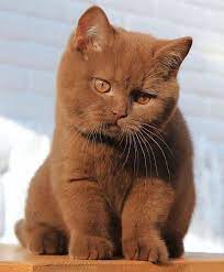 900 Cats Ideas In 2021 Cats Crazy Cats Cute Cats