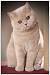 Tabby Ginger British Shorthair