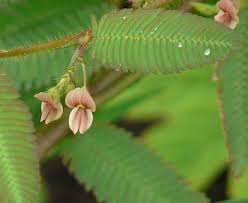 Image result for Aeschynomene