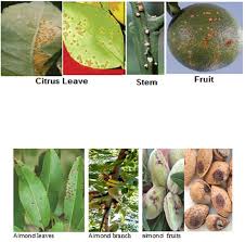 Almond trees are known for their edible fruits or nuts. Leave Branch And Fruits Of Almond Tree Showing Typical Symptoms Download Scientific Diagram
