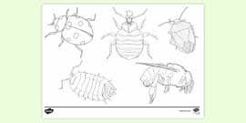 If pill bugs went to the green and yellow lights more than the blue and red lights, then this means they like brighter lights more than gloomier lights. Pill Bug Colouring Page Colouring Sheets