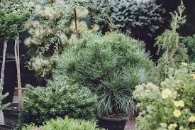 How can you tell the difference between a fir, spruce and pine? Select A Fast Growing Conifer To Replace Your Spruce