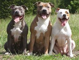 American Pitbull Terrier Sweet Gentle Loyal Great With Families And Children Smart And Really Great W Pitbulls Pitbull Terrier American Pitbull Terrier
